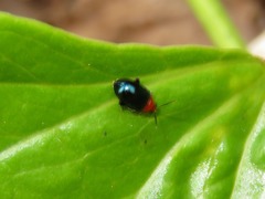 Monomacra