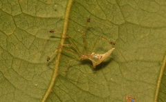 Meotipa sahyadri