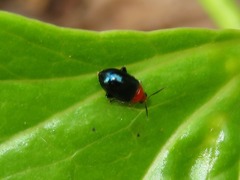 Monomacra