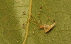 Meotipa sahyadri