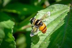 Phytomia argyrocephala