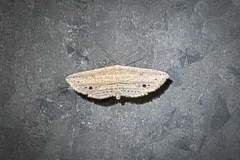 Hyposada hydrocampata