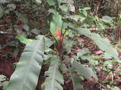 Heliconia stricta