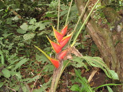 Heliconia stricta