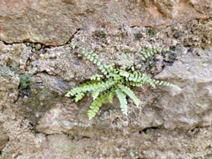 Asplenium trichomanes