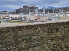 Asplenium trichomanes