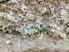 Asplenium ruta-muraria