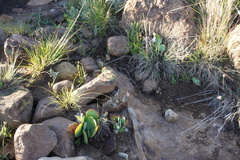 Kalanchoe thyrsiflora