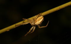 Neoscona theisi