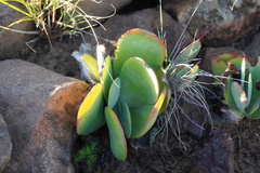 Kalanchoe thyrsiflora