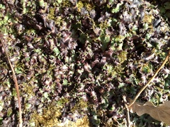 Marchantia paleacea