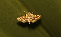 Elophila scitalis