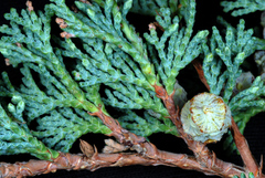 Chamaecyparis thyoides thyoides