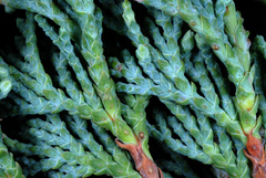 Chamaecyparis thyoides thyoides