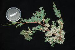 Chamaecyparis thyoides thyoides