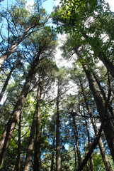 Chamaecyparis thyoides thyoides