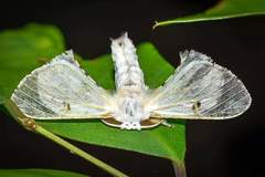 Penicillifera apicalis