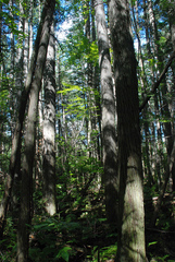 Chamaecyparis thyoides thyoides