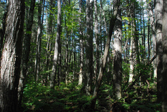 Chamaecyparis thyoides thyoides