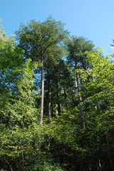 Chamaecyparis thyoides thyoides