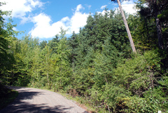 Chamaecyparis thyoides thyoides