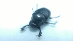 Onthophagus lenzii