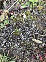 Mannia fragrans
