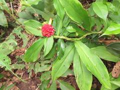 Costus productus