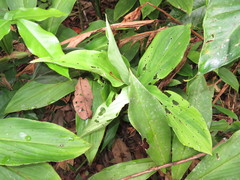 Costus productus