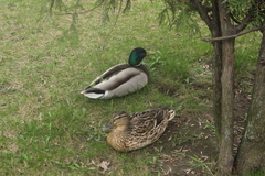 Anas platyrhynchos