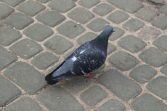 Columba livia