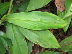 Costus productus
