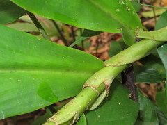 Costus productus