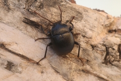 Accanthopus velikensis