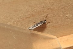 Eriocottis paradoxella