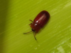 Cephaloleia dilaticollis