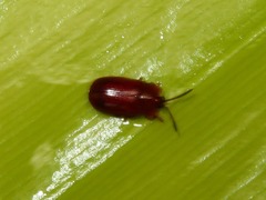 Cephaloleia dilaticollis