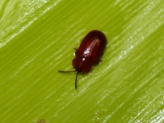 Cephaloleia dilaticollis