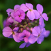 Hesperis - Photo (c) Steve Guttman, some rights reserved (CC BY-NC-ND)