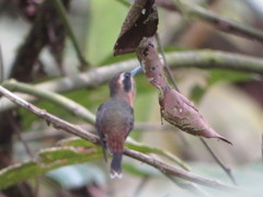Phaethornis atrimentalis