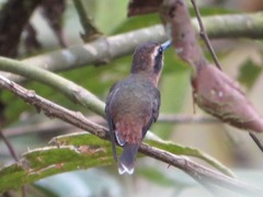 Phaethornis atrimentalis