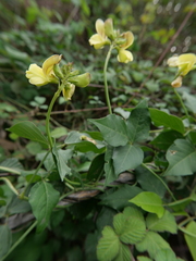 Lathyrus aphaca