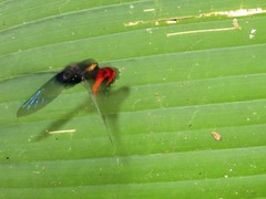 Ancyluris etias