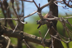 Columbina talpacoti