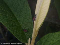 Cardioscarta flavifrons