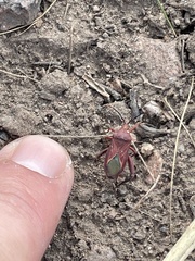 Athaumastus haematicus