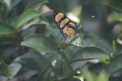 Methona themisto