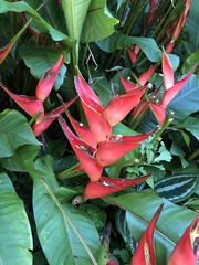 Heliconia stricta