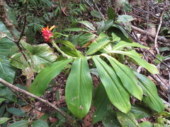 Costus productus