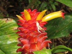 Costus productus